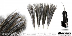 plume20-22Pheasant Taill